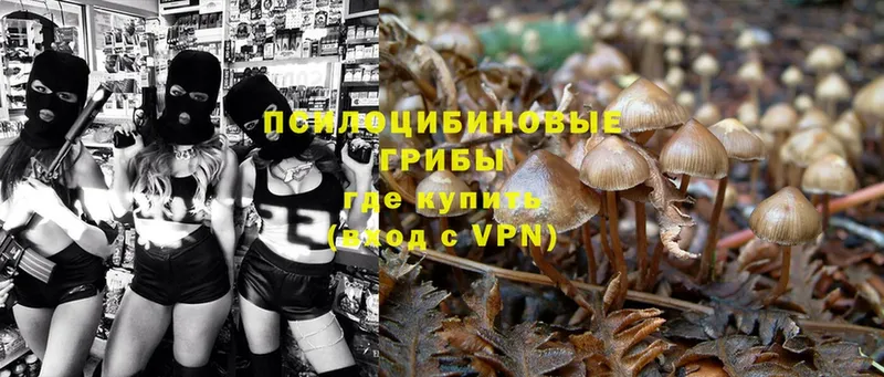 hydra tor  как найти закладки  Кизляр  Псилоцибиновые грибы Psilocybe 